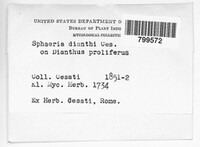 Septoria dianthi image